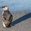 Guillemot de Troïl au ventre mazouté